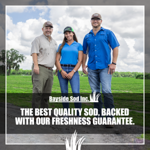 DNU-BaysideSod-ClientIMG