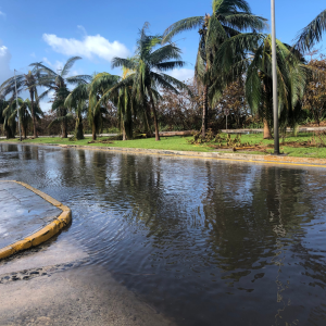 After the hurricane CANVA